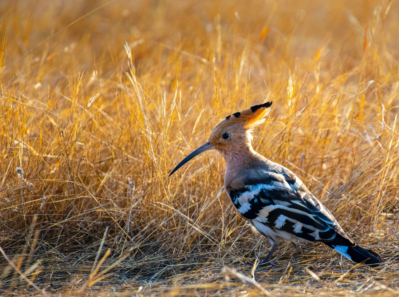 Wild small brightly colored bird with tuft