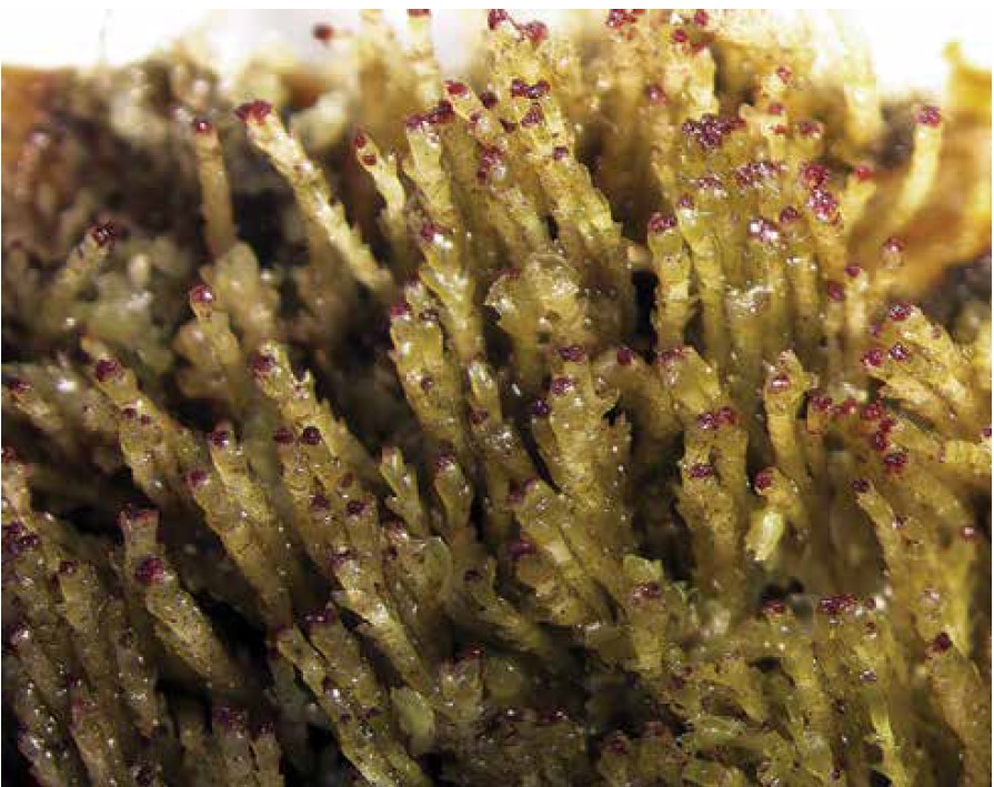 Helerio kryžmataurė